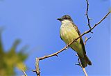 Thick-billed Kingbirdborder=